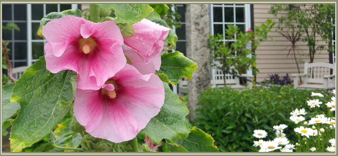 Hollyhocks in Notchland's award-winning gardens