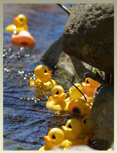 Rubber ducks in Wildcat River