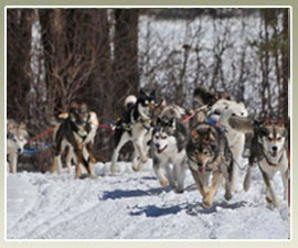 Dog sledding for the best views